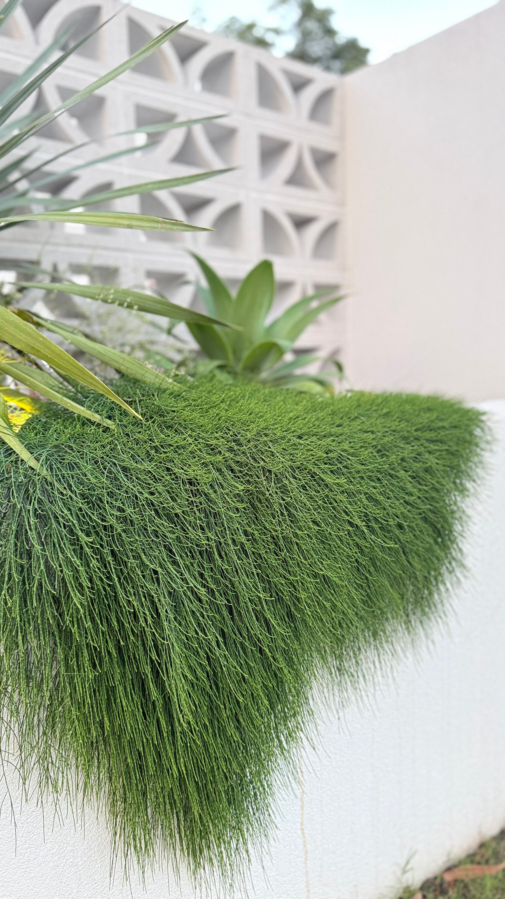 Casuarina ‘Cousin It’ trailing from wall beside Dragon Tree in a coastal Brisbane garden