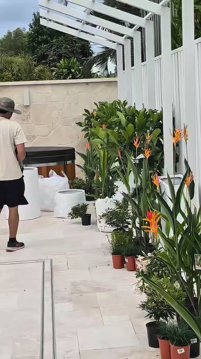 Randia fitzalanii Native Gardenia tree with glossy evergreen foliage and fragrant white flowers perfect for Brisbane feature planting