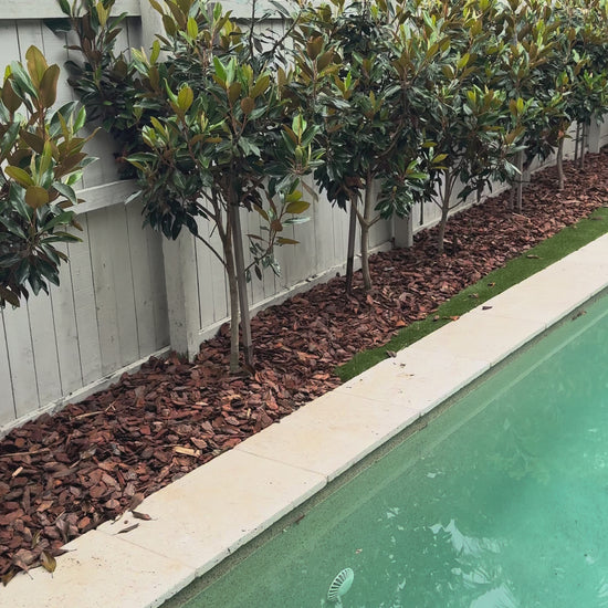 Screen of Teddy Bear Little Gem trees (50-100L) installed for pre-sale instant impact landscape project in The Gap