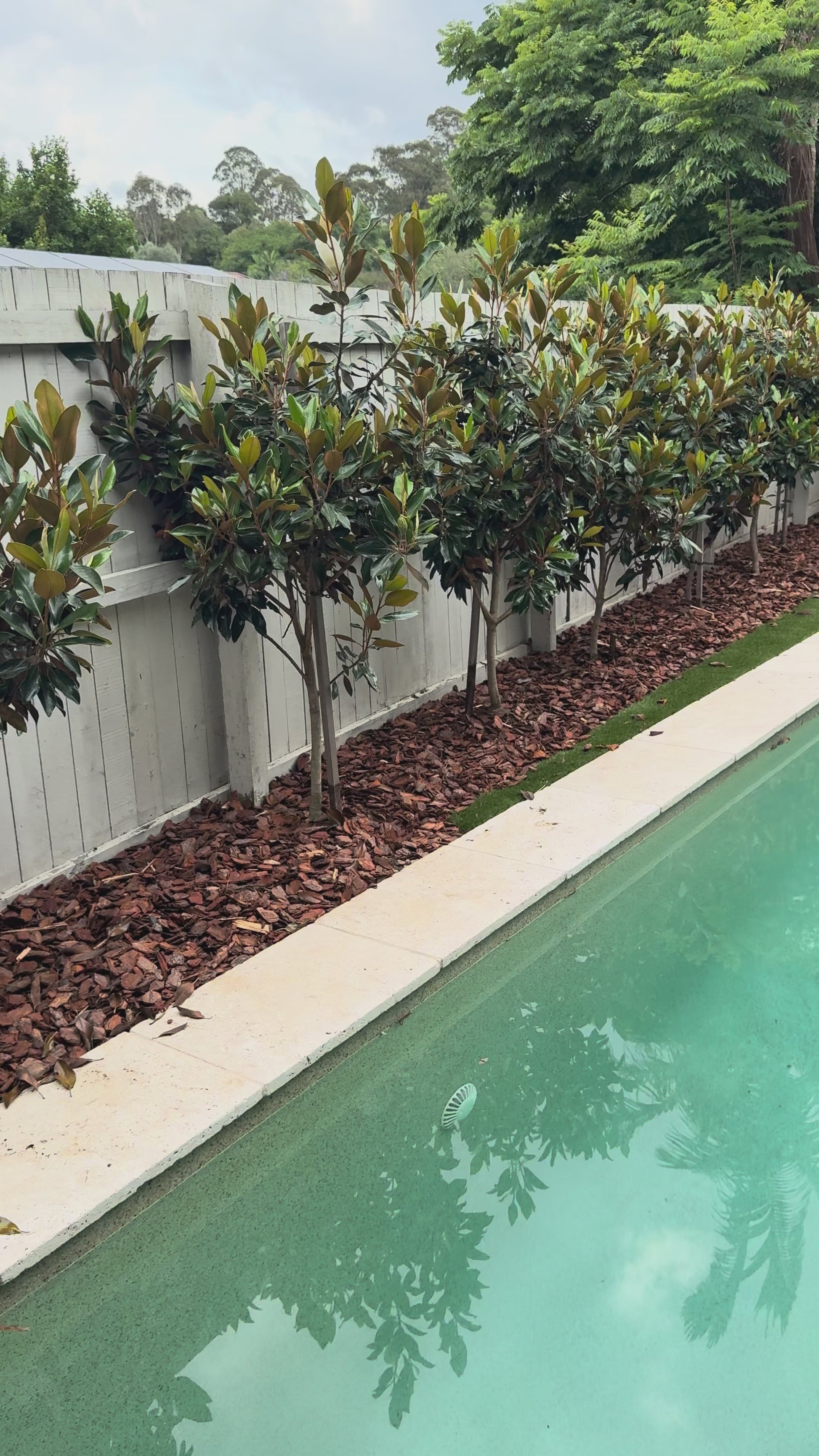 Screen of Teddy Bear Little Gem trees (50-100L) installed for pre-sale instant impact landscape project in The Gap