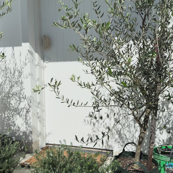 Mediterranean olive tree in 45L pot for instant garden impact - available for delivery in South East Queensland