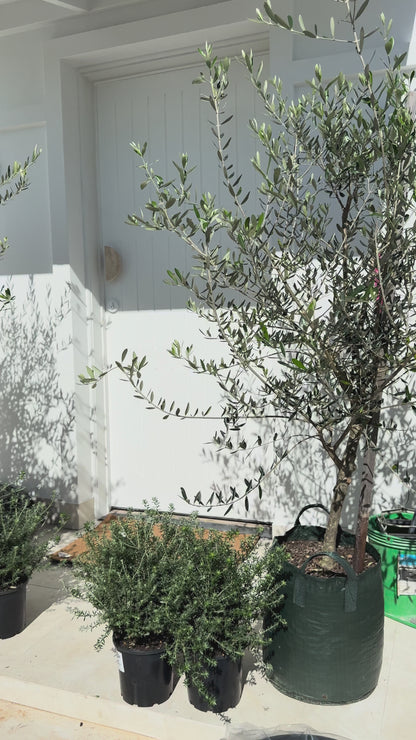 Mediterranean olive tree in 45L pot for instant garden impact - available for delivery in South East Queensland