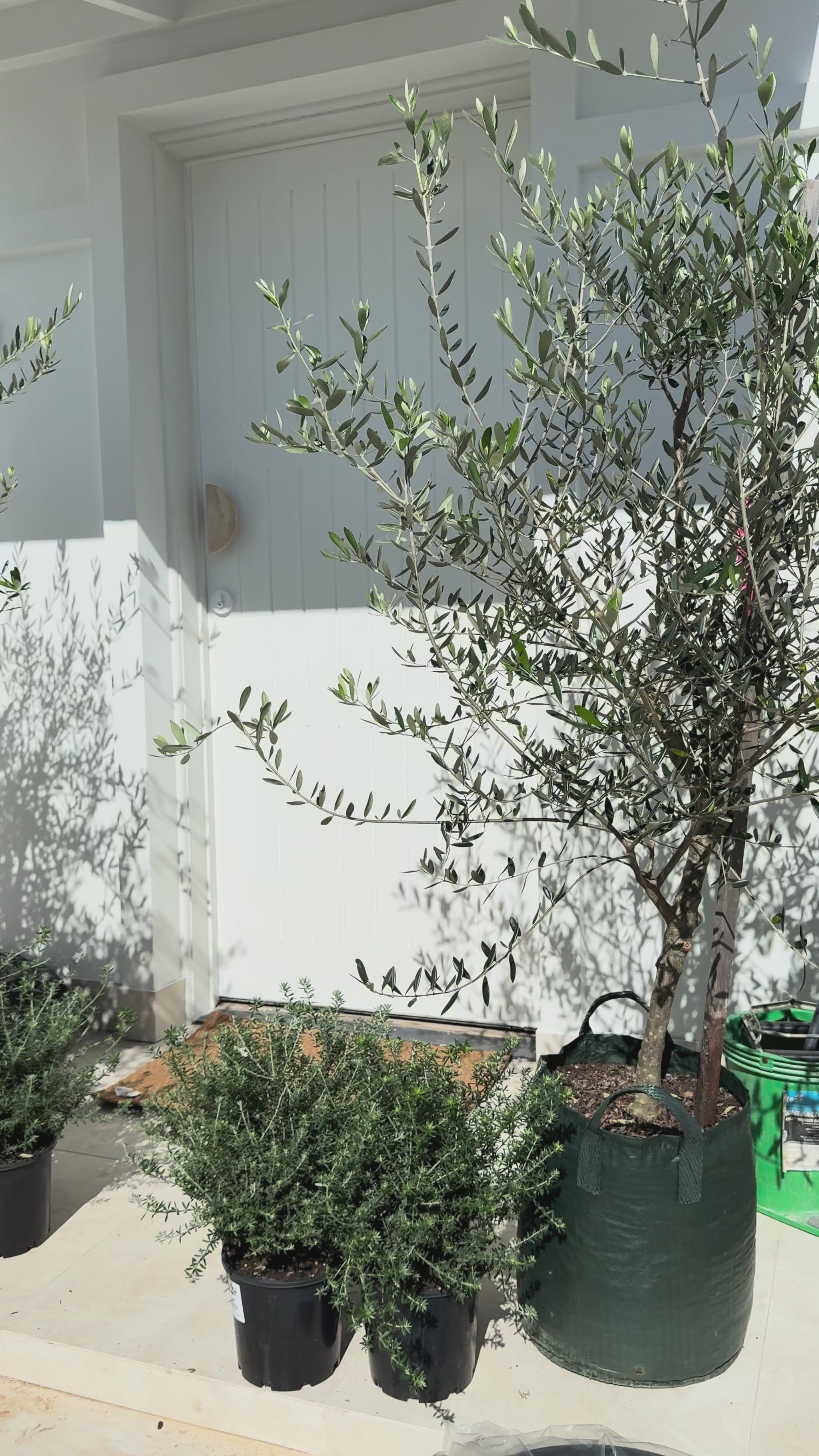 Mediterranean olive tree in 45L pot for instant garden impact - available for delivery in South East Queensland