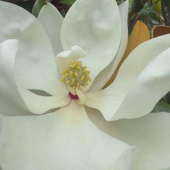 Creamy white fragrant flower of Teddy Bear magnolia trees for formal elegant garden