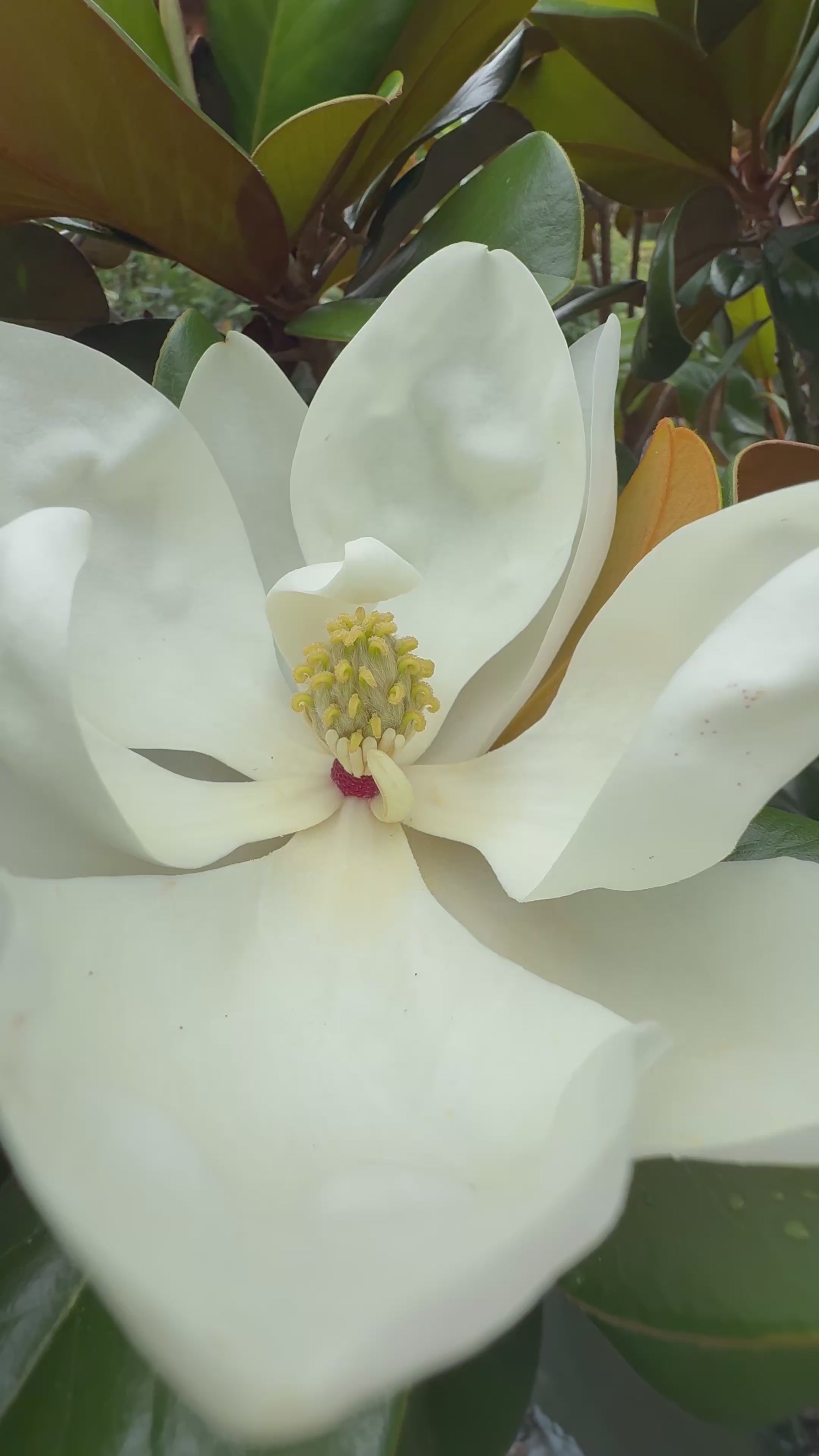 Creamy white fragrant flower of Teddy Bear magnolia trees for formal elegant garden