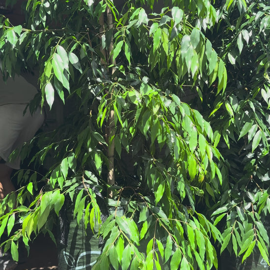 Waterhousia floribunda Weeping Lilly Pilly evergreen with weeping feature perfect as statement screen tree in Brisbane. 