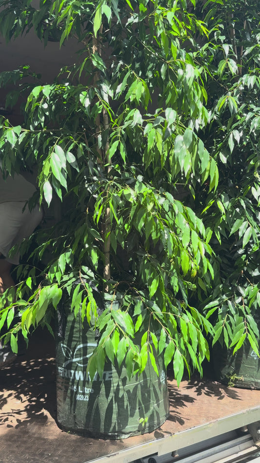 Waterhousia floribunda Weeping Lilly Pilly evergreen with weeping feature perfect as statement screen tree in Brisbane. 