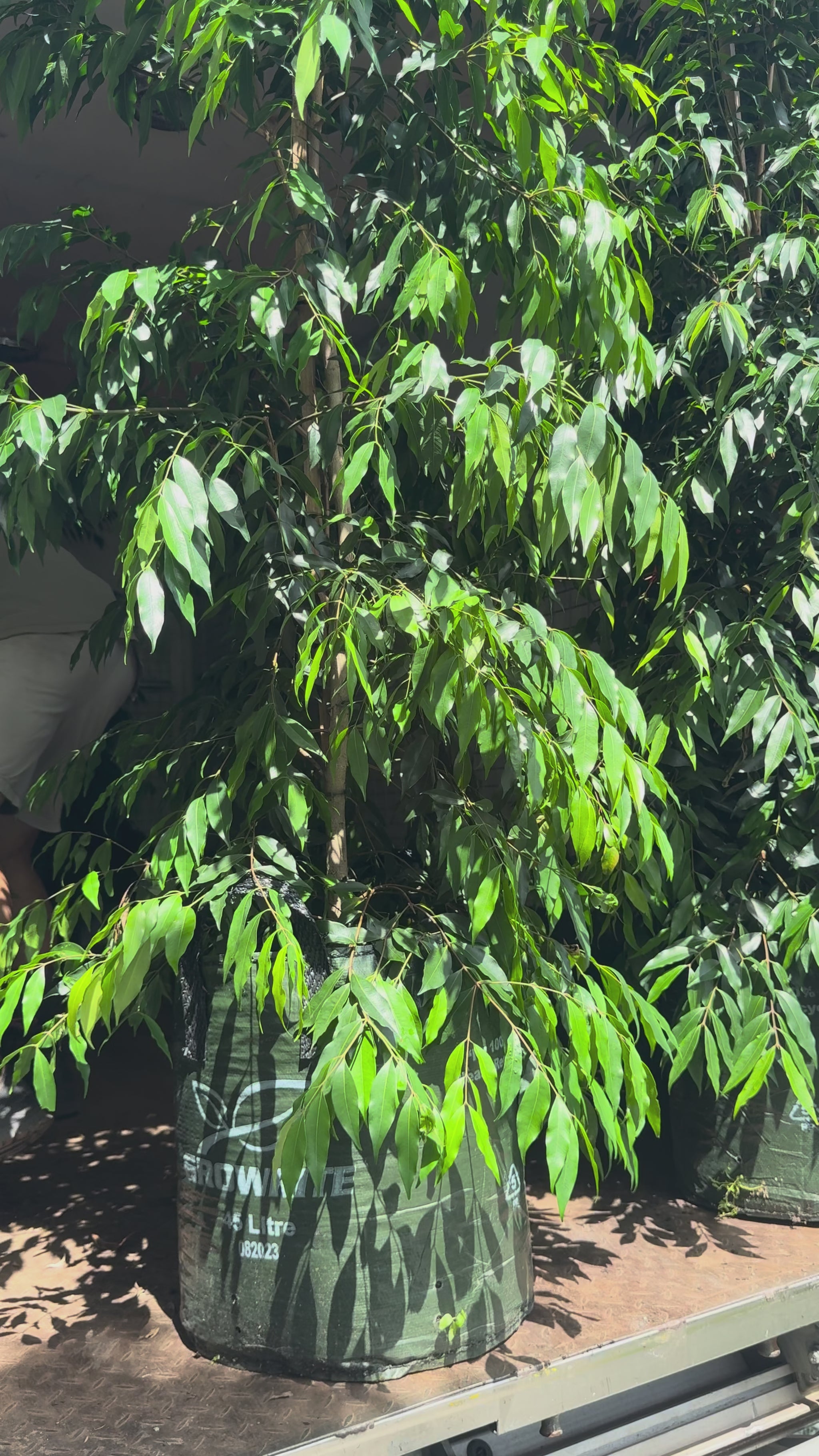 Waterhousia floribunda Weeping Lilly Pilly evergreen with weeping feature perfect as statement screen tree in Brisbane. 