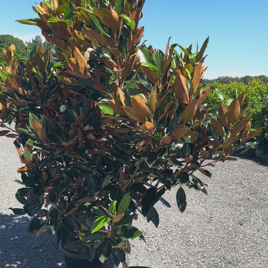 Row of compact evergreen little gem magnolia trees in Brisbane showing glossy foliage and narrow upright habit ideal for feature screen