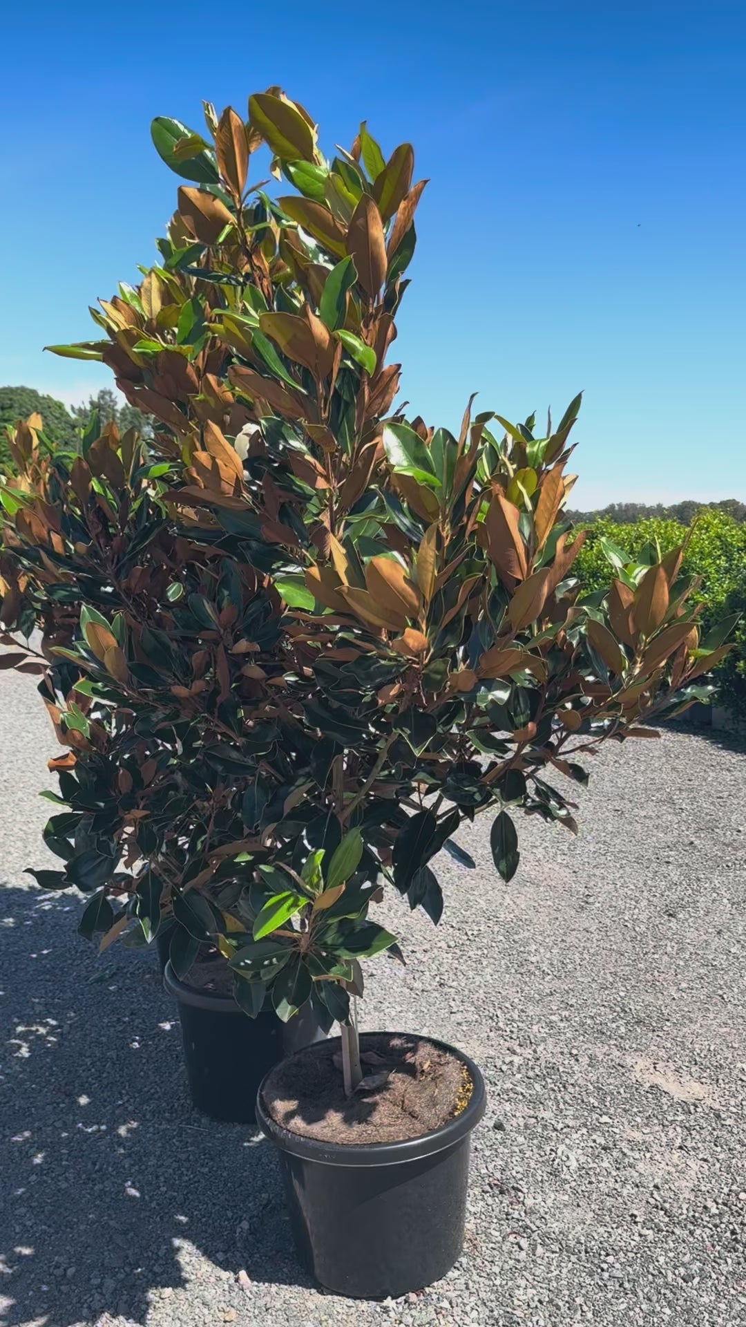 Row of compact evergreen little gem magnolia trees in Brisbane showing glossy foliage and narrow upright habit ideal for feature screen