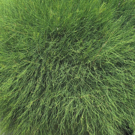 Casuarina Green Wave Row of Ball Hedge in landscaped garden in Brisbane