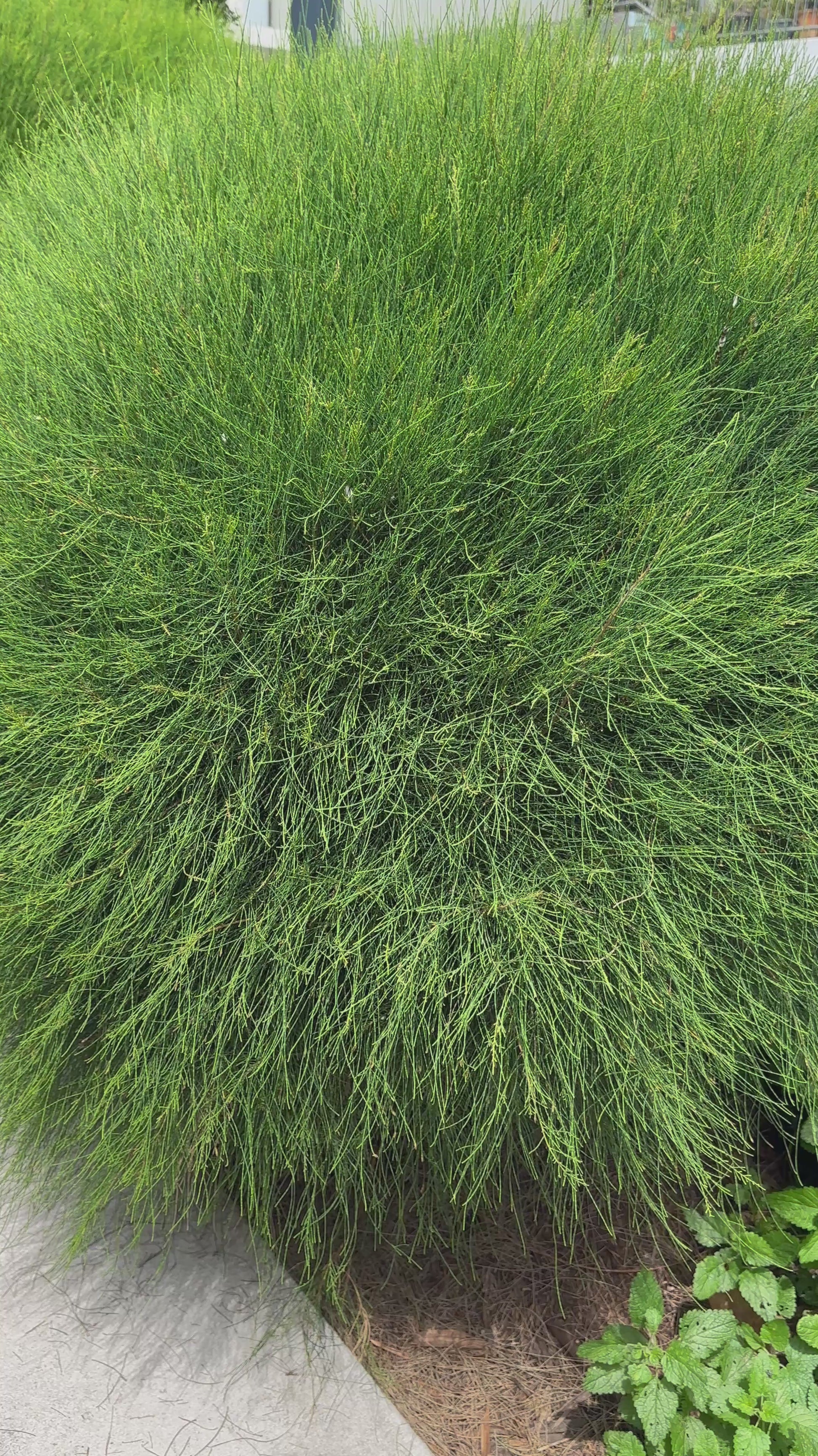 Casuarina Green Wave Row of Ball Hedge in landscaped garden in Brisbane