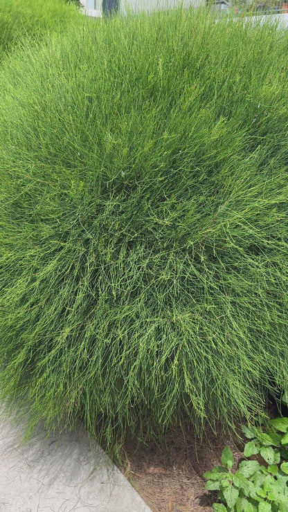 Casuarina Green Wave Row of Ball Hedge in landscaped garden in Brisbane