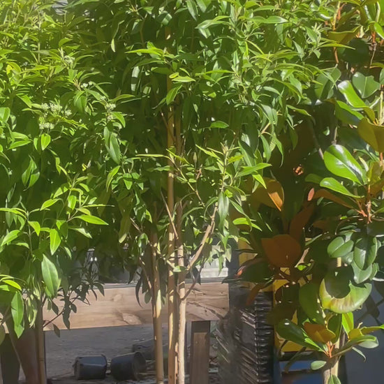 Australian native lemon myrtle trees (Backhousia citriodora) ideal for Brisbane gardens