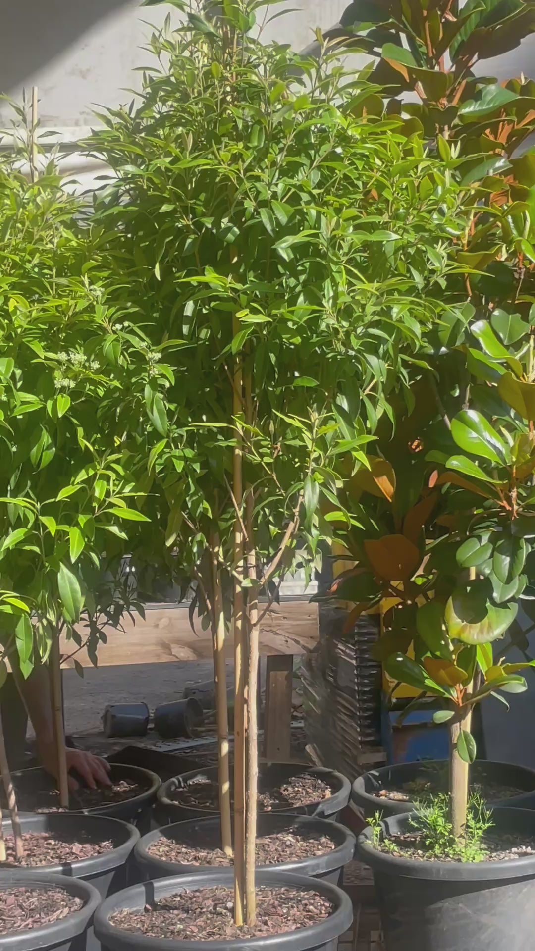 Australian native lemon myrtle trees (Backhousia citriodora) ideal for Brisbane gardens