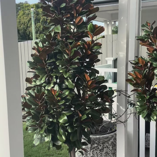 Delivery of four large Teddy Bear magnolia trees in 50-100L containers, ready for instant garden impact in Brisbane