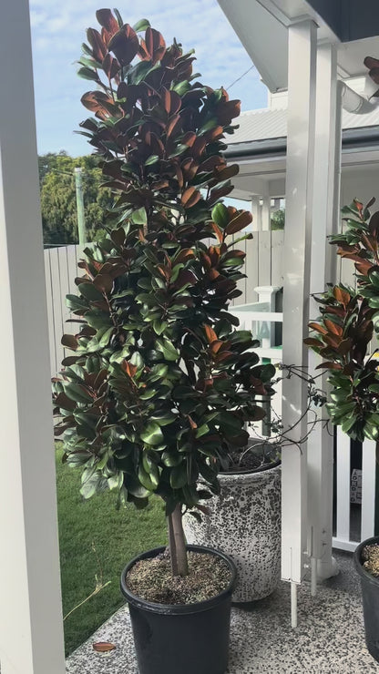 Delivery of four large Teddy Bear magnolia trees in 50-100L containers, ready for instant garden impact in Brisbane