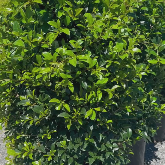 Syzygium 'Resilience' Lilly Pilly Media