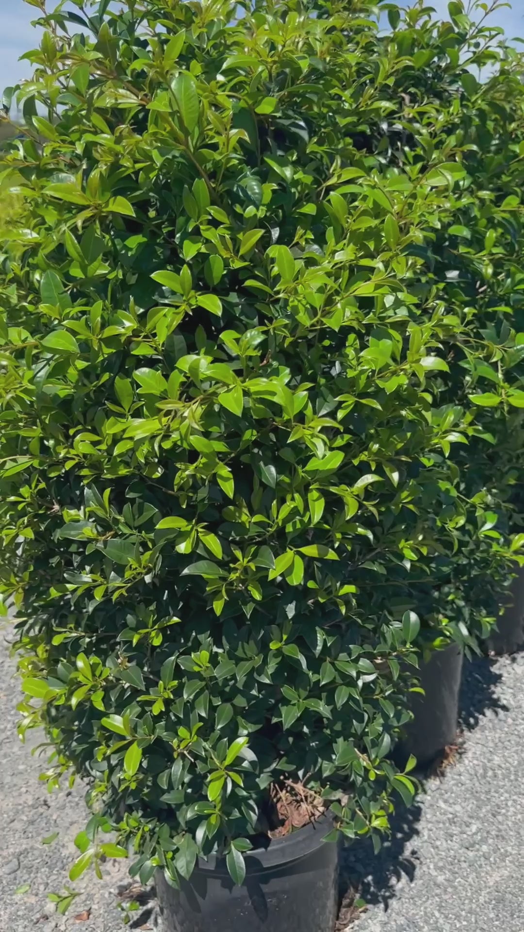 Syzygium 'Resilience' Lilly Pilly Media