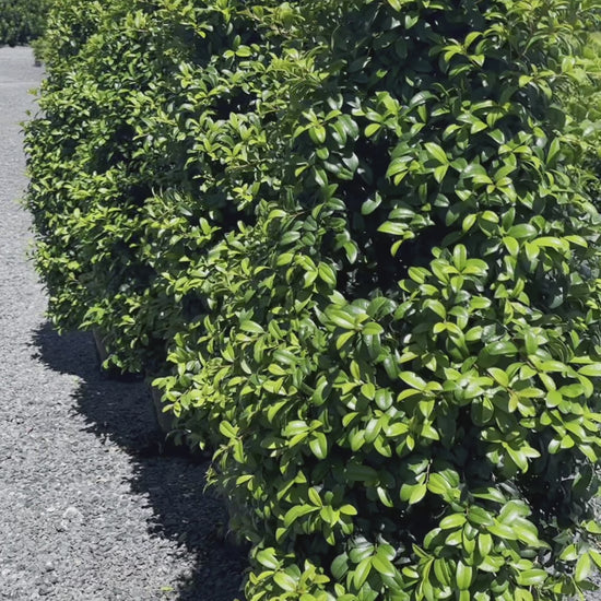 Syzygium Australe ‘Straight & Narrow’ Lilly Pilly Screen of Trees Video