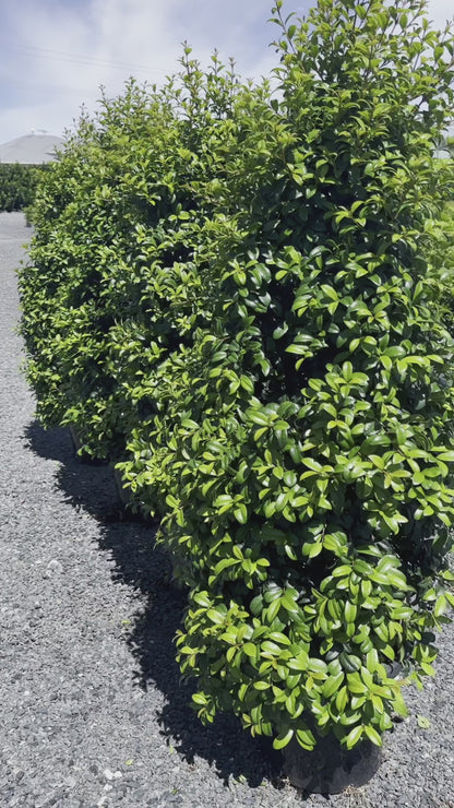 Syzygium Australe ‘Straight & Narrow’ Lilly Pilly Screen of Trees Video