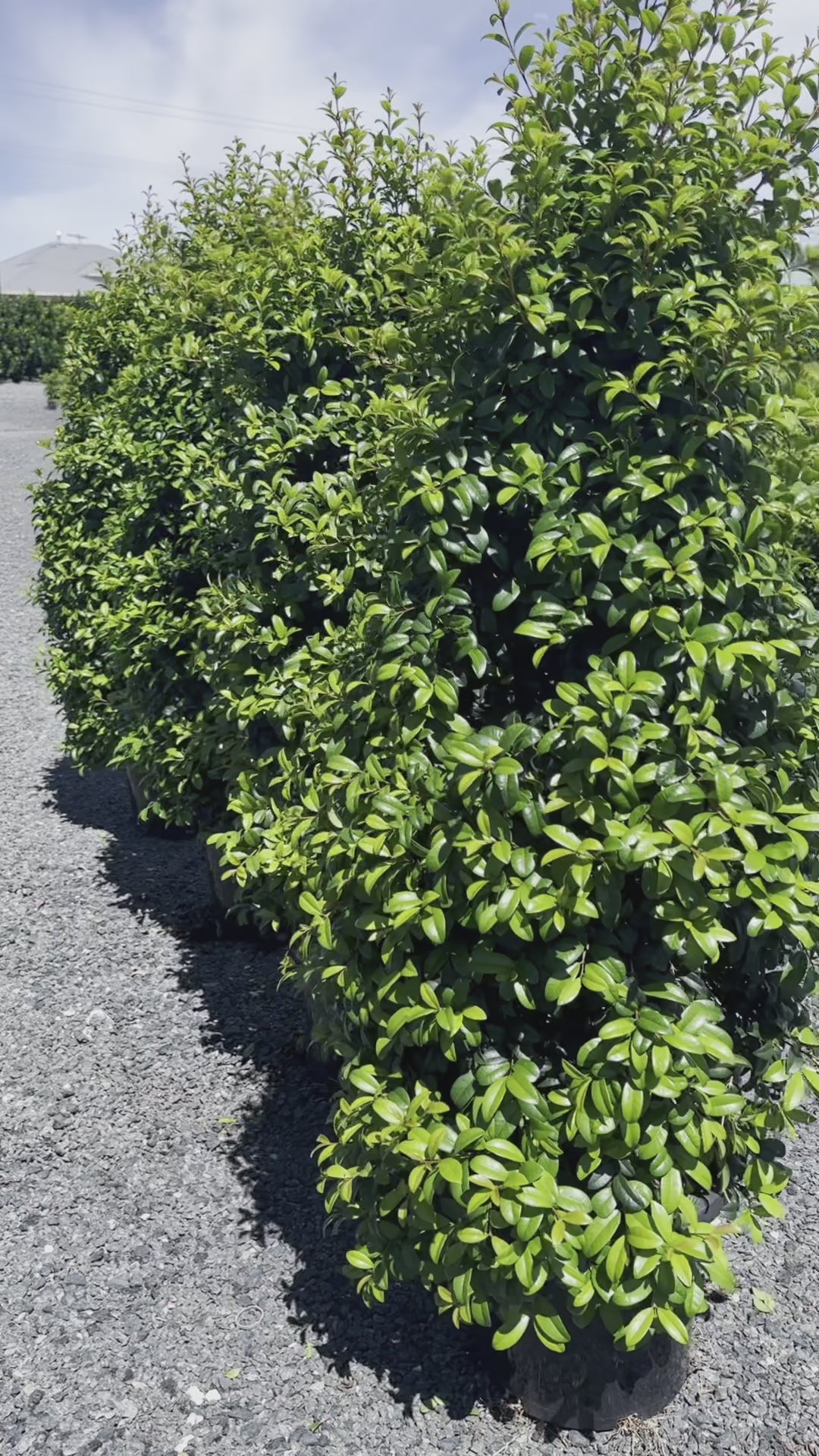 Syzygium Australe ‘Straight & Narrow’ Lilly Pilly Screen of Trees Video