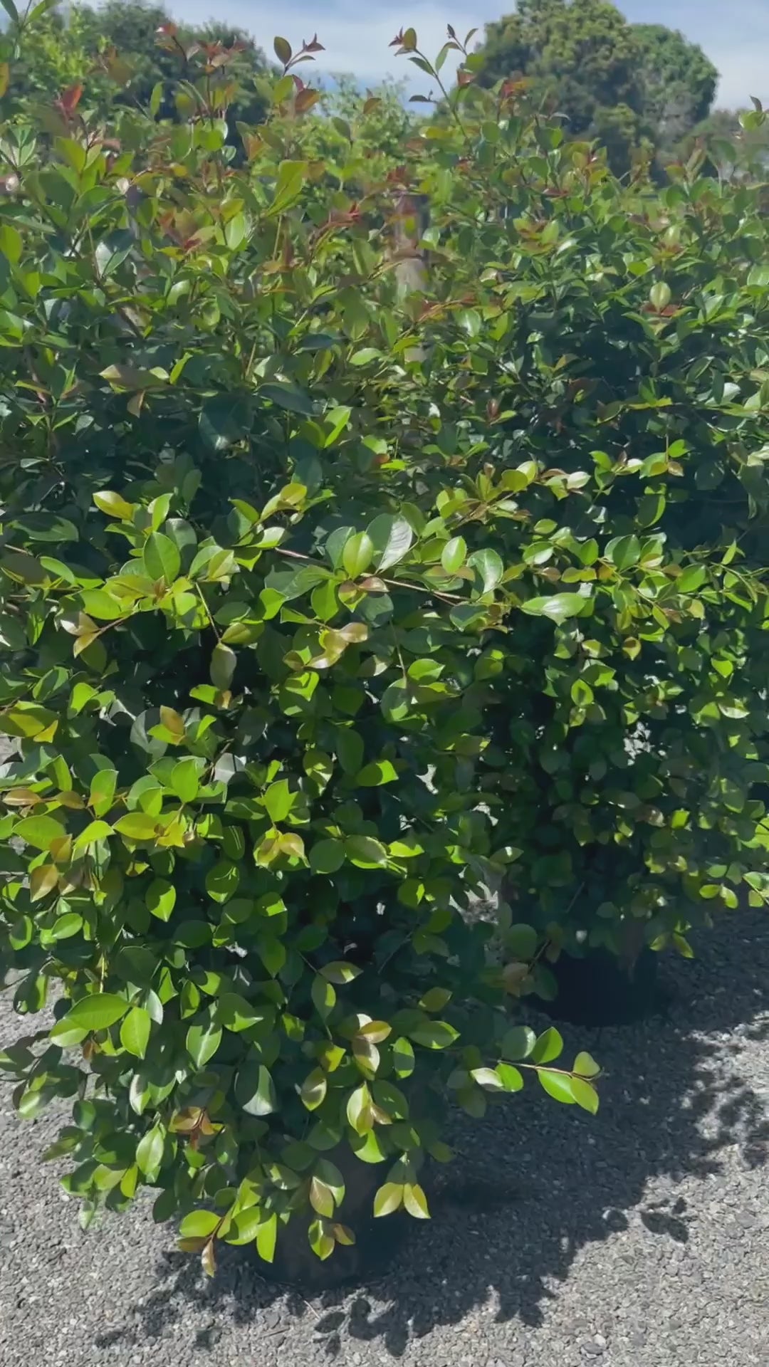 Syzygium Australe Big Red Lilly Pilly Video of Screen