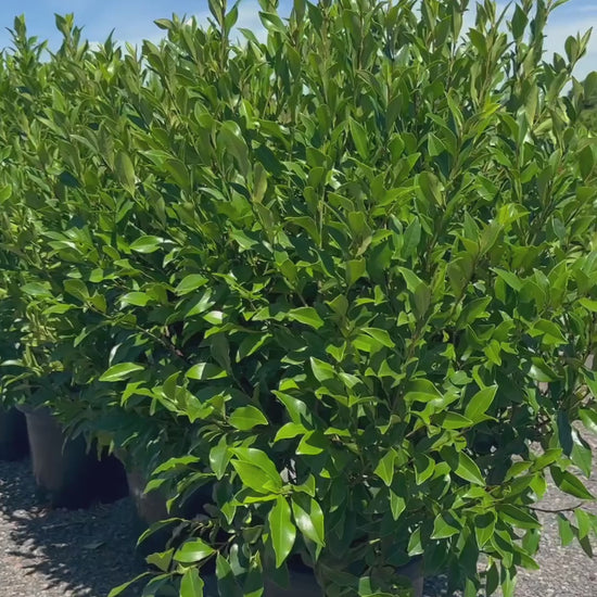 Michelia Figo 'Port Wine Magnolia' Video of Screen of Trees