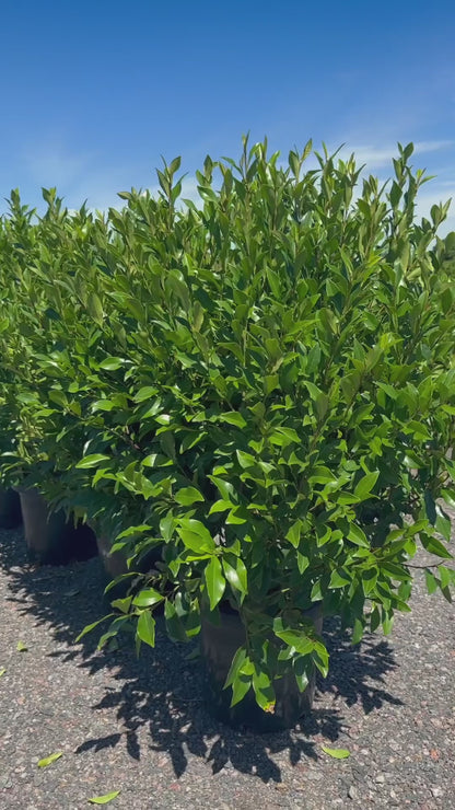 Michelia Figo 'Port Wine Magnolia' Video of Screen of Trees