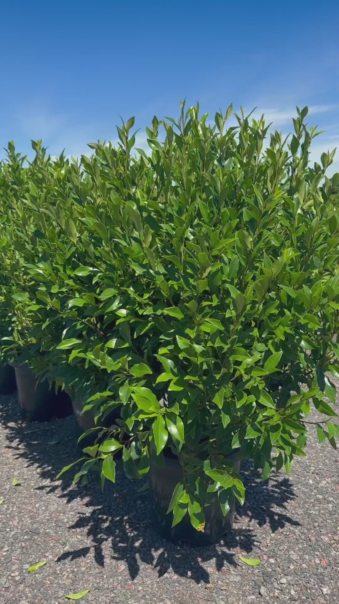 Michelia Figo 'Port Wine Magnolia' Video of Screen of Trees