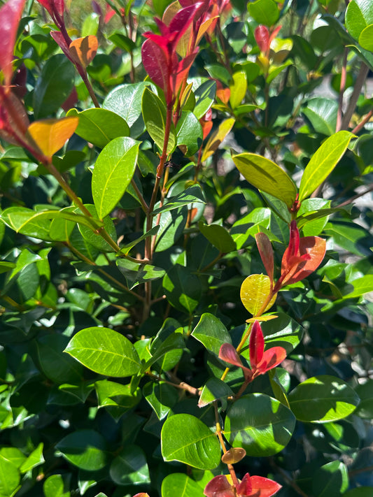 Syzygium Australe Big Red Lilly Pilly  Leaf Tips