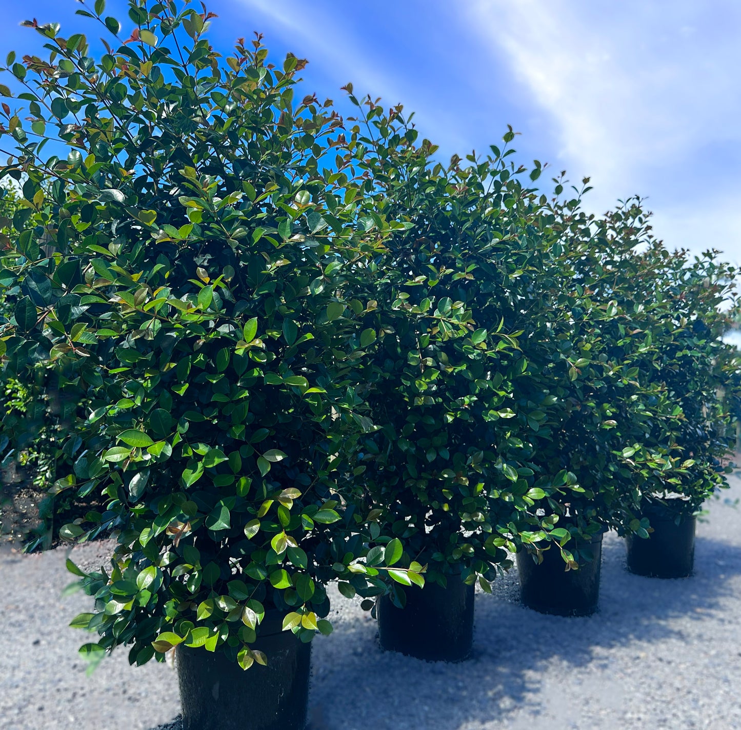 Big Red Lilly Pilly Syzygium Australe Screen of Trees