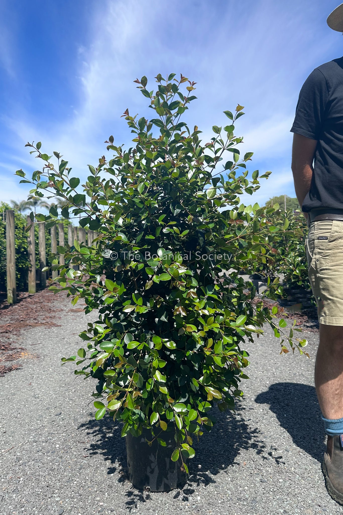 Syzygium Australe Big Red Lilly Pilly Shoulder Height