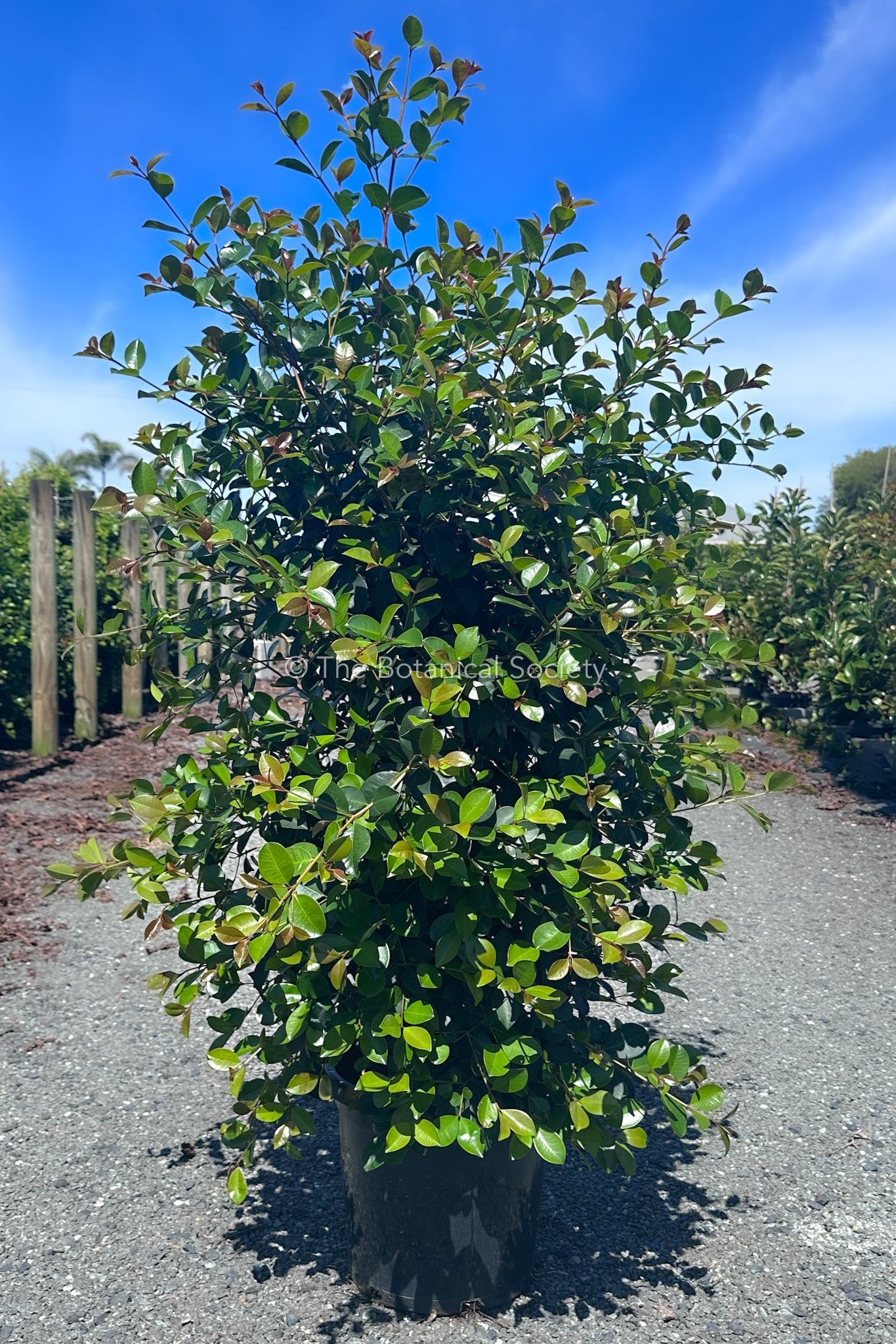Syzygium Australe Big Red Lilly Pilly Tree