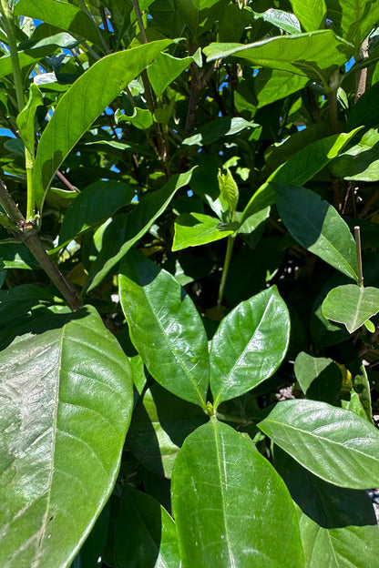 Gardenia Jasminoides ‘Magnifica’ Close Up Foliage Photo