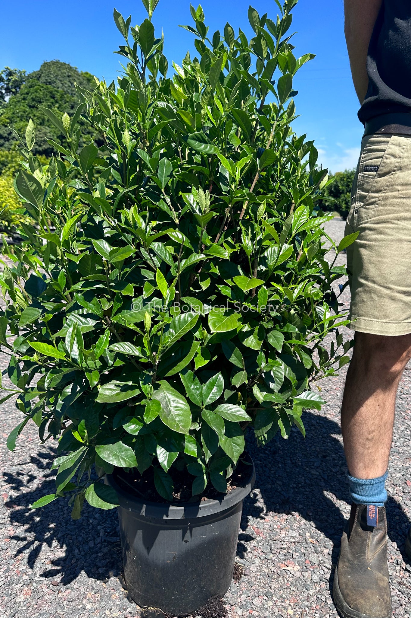 Gardenia Jasminoides ‘Magnifica’ Height Photo