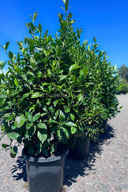 Gardenia Jasminoides ‘Magnifica’ Hedge Photo
