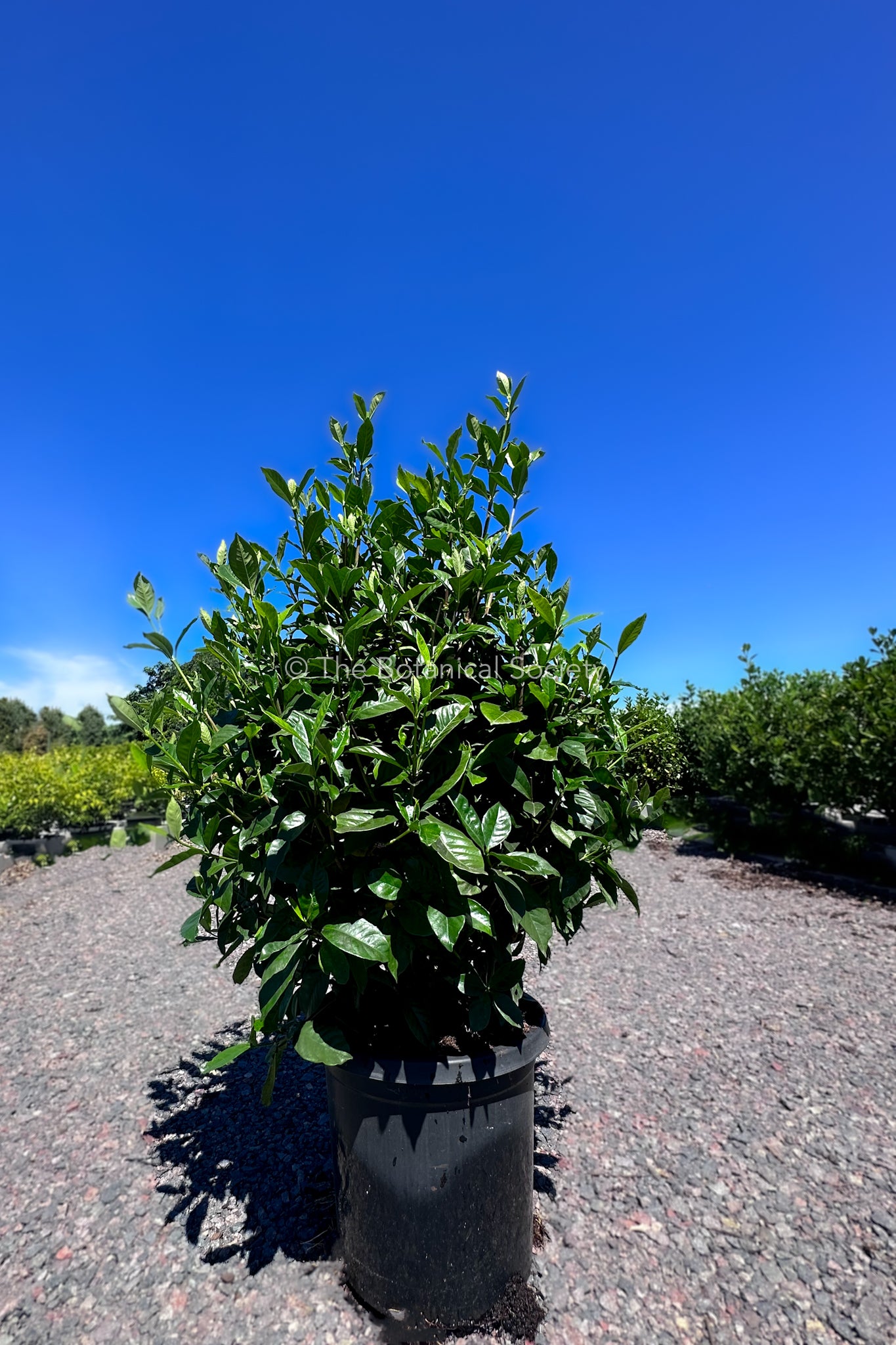 Gardenia Jasminoides ‘Magnifica’ Tree Photo