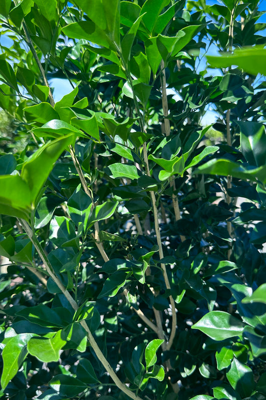 Murraya Paniculata 'Mock Orange' Foliage