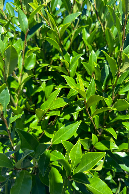 Michelia Figo 'Port Wine Magnolia' Close Up of Foliage