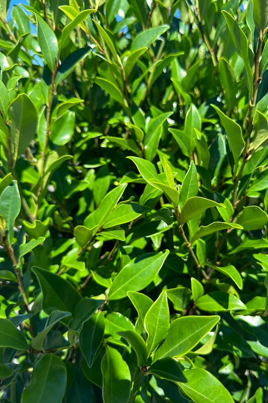 Michelia Figo 'Port Wine Magnolia' Close Up of Foliage