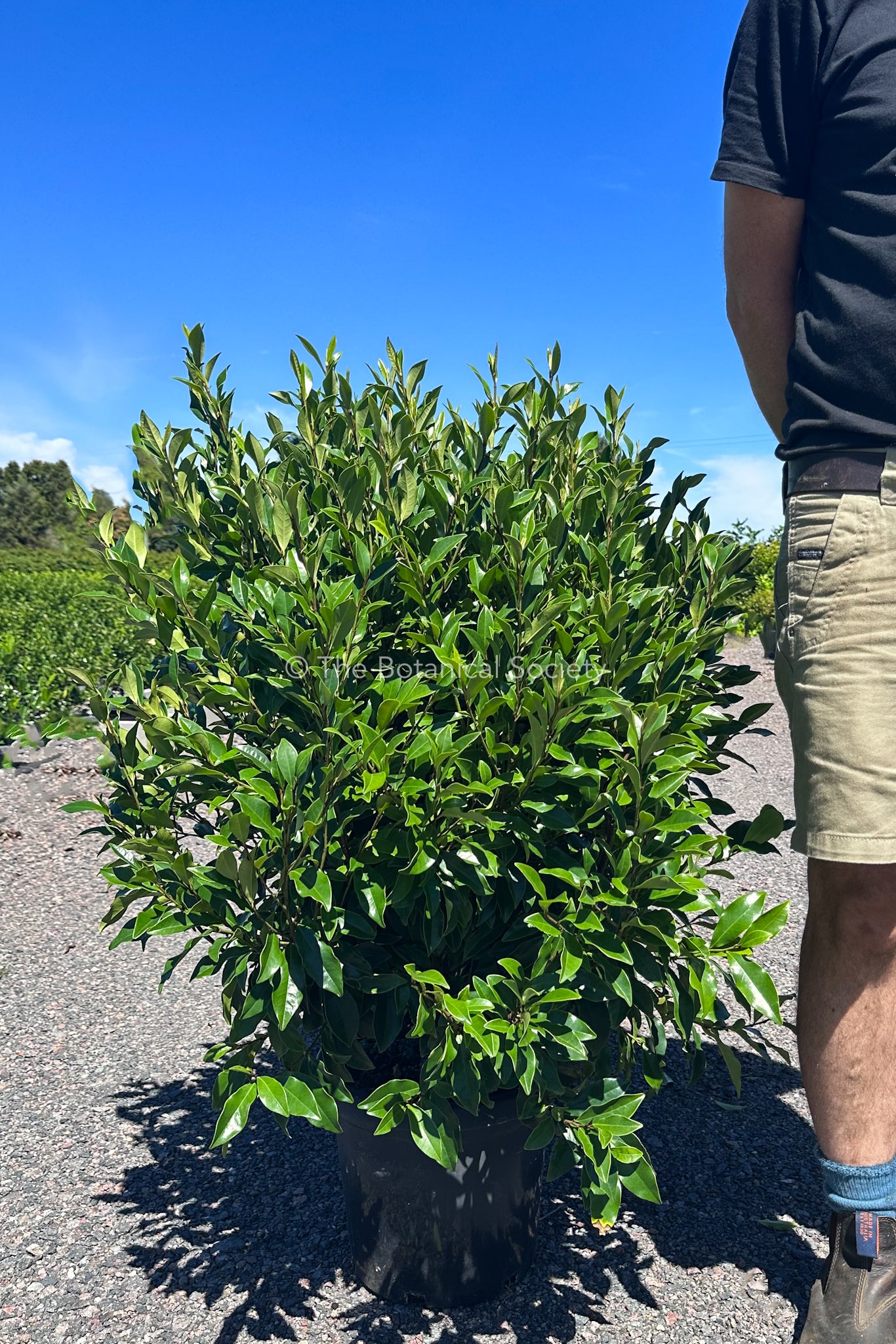 Michelia Figo 'Port Wine Magnolia' Elbow Height 