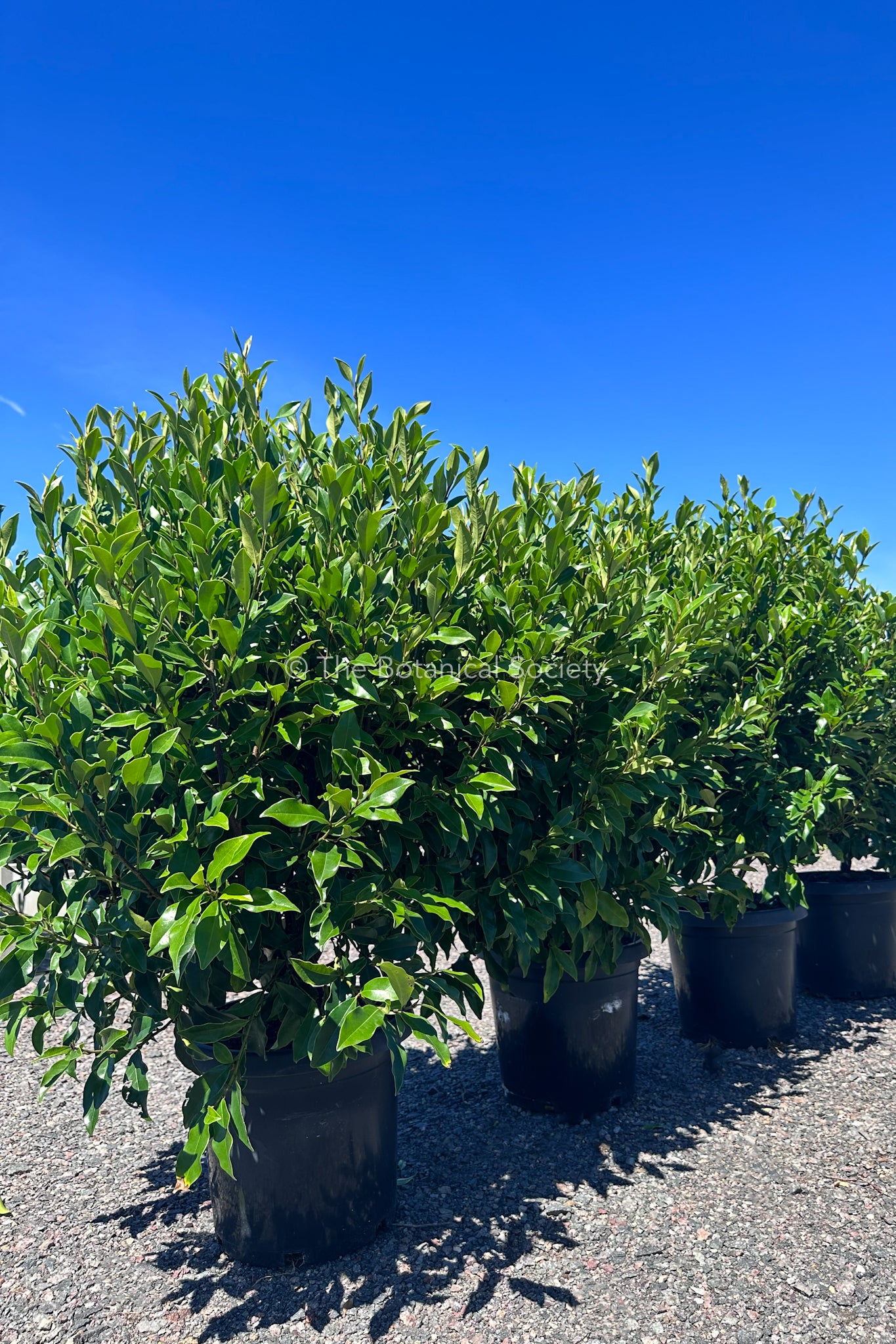 Michelia Figo 'Port Wine Magnolia' Screen of Trees