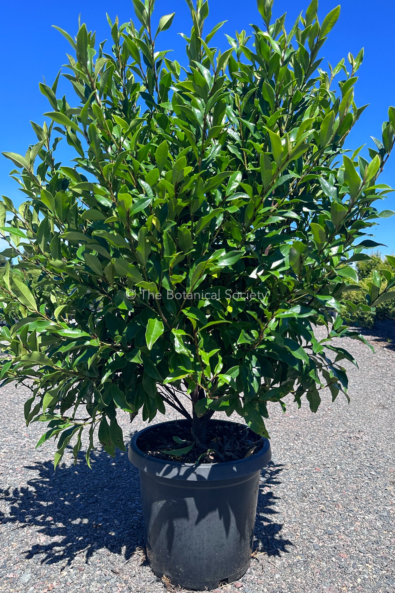 Michelia Figo 'Port Wine Magnolia' Tree