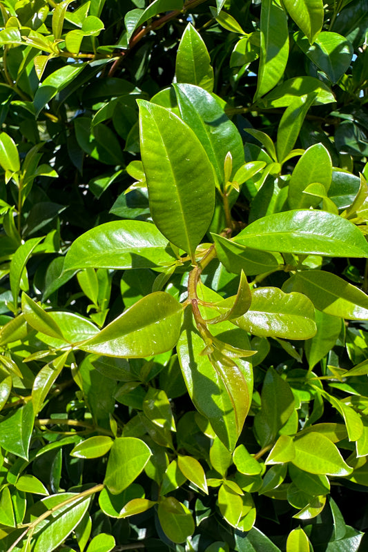 Syzygium 'Resilience' Lilly Pilly Close Up of Foliage