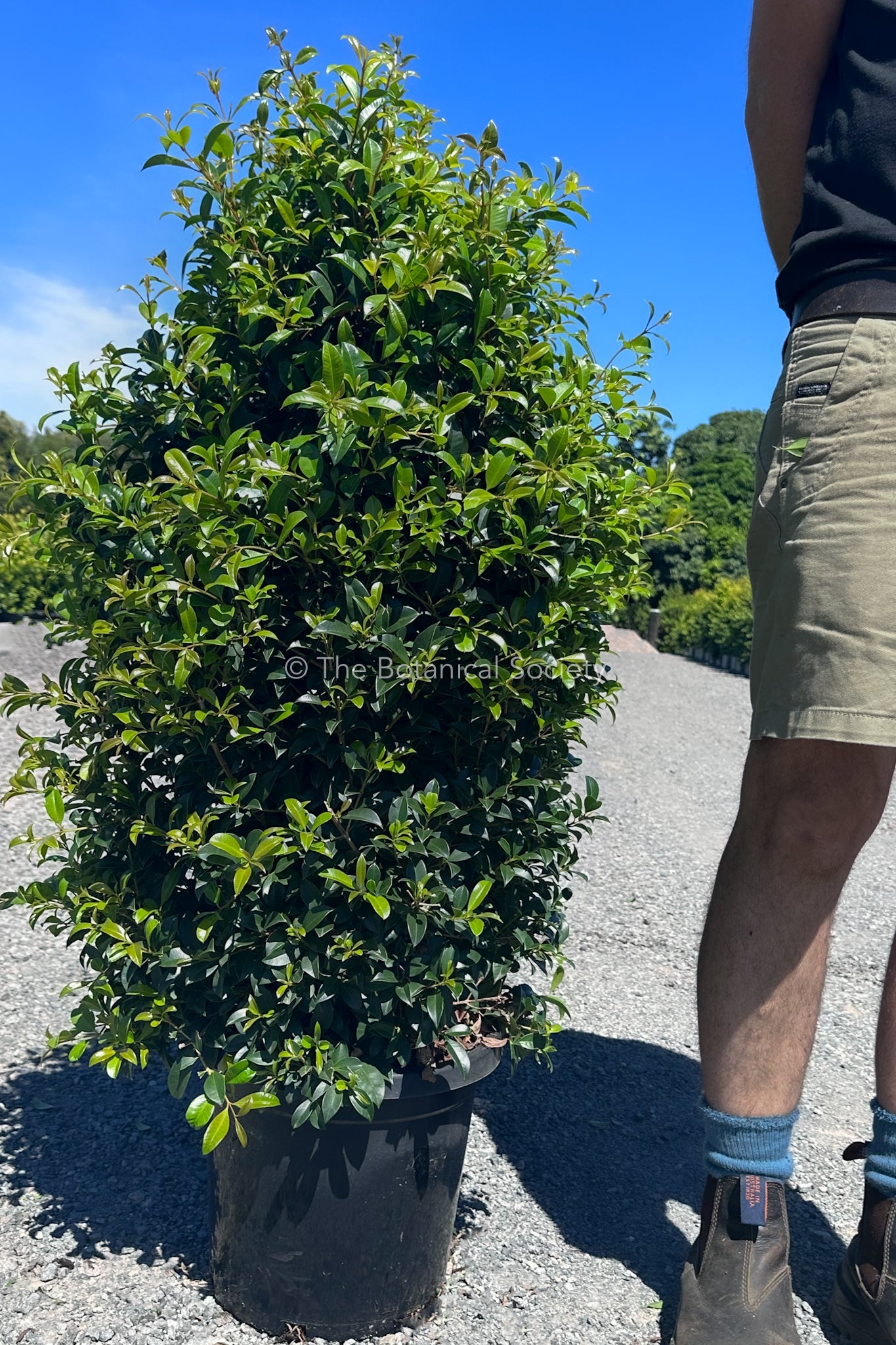 Syzygium 'Resilience' Lilly Pilly