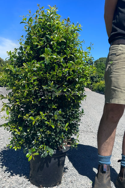 Syzygium 'Resilience' Lilly Pilly