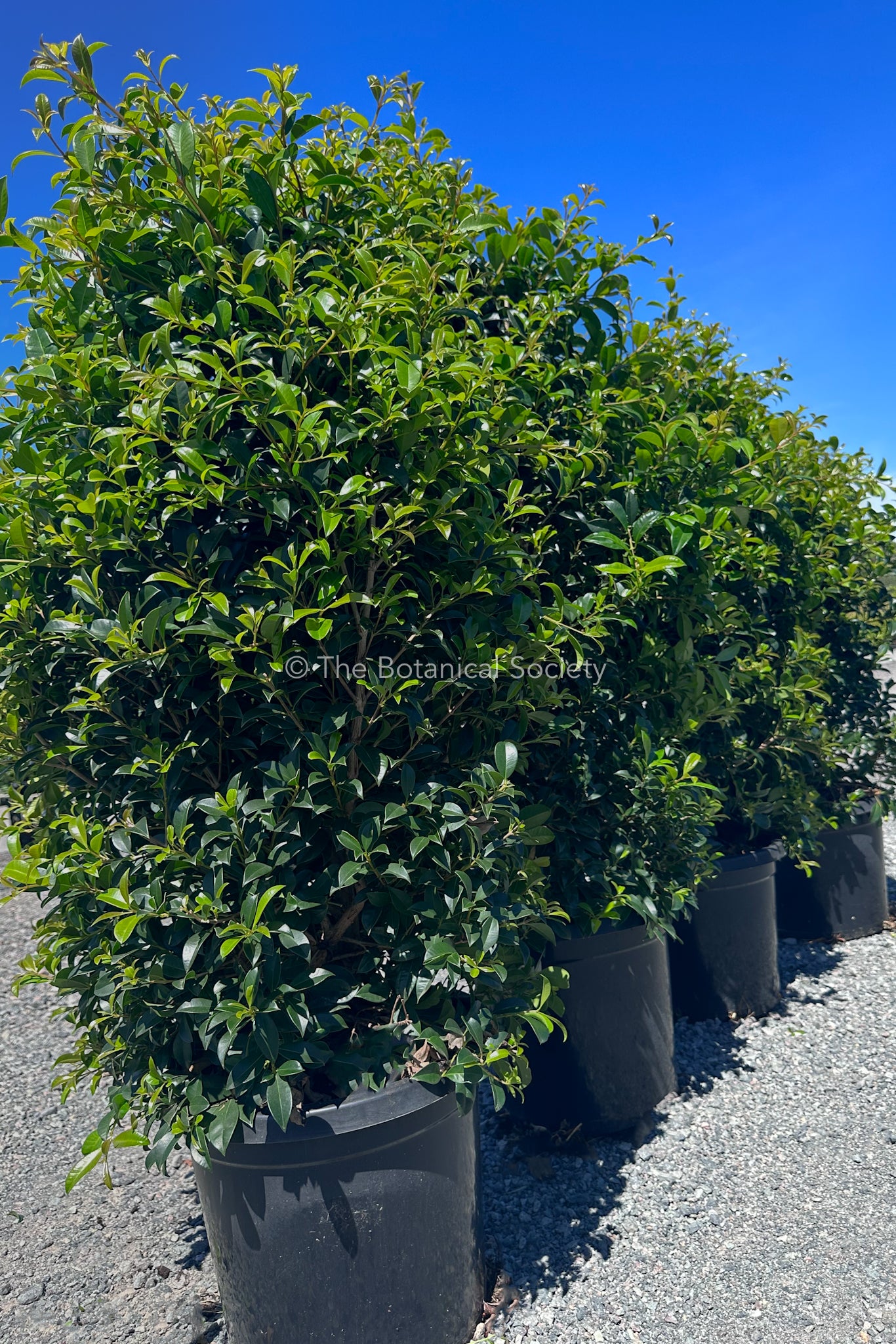 Syzygium 'Resilience' Lilly Pilly Screen of Trees Image
