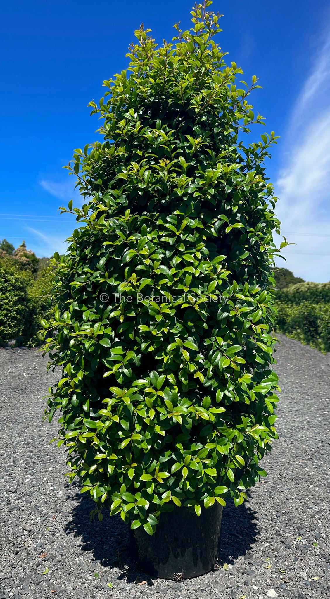 Syzygium Australe ‘Straight & Narrow’ Lilly Pilly Tree