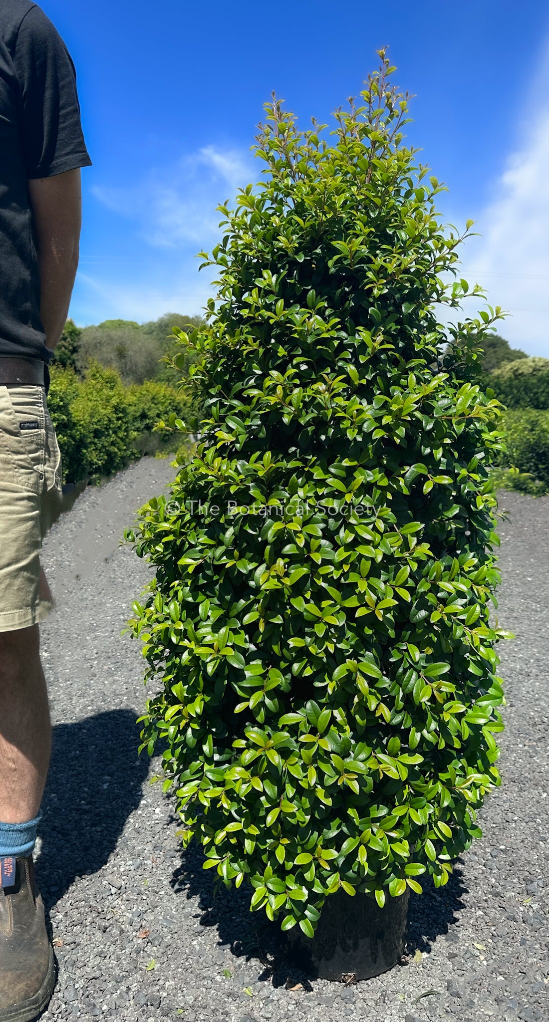 Syzygium Australe ‘Straight & Narrow’ Lilly Pilly Tree Shoulder Height